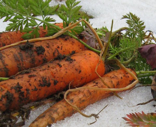 Carrots through the snow