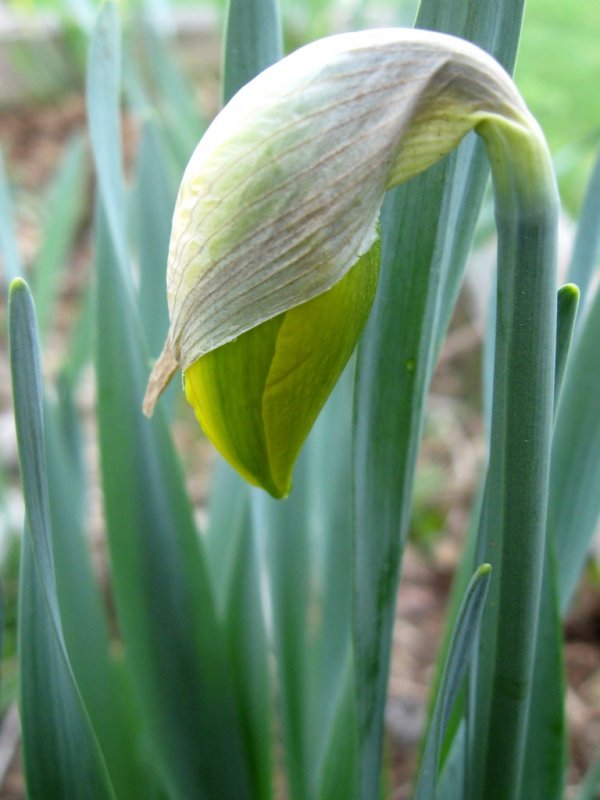 Nacent daffodil